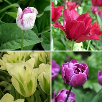Kollektion Bucolische Tulpen