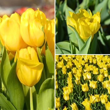Zwei-Monate-gelbe-Tulpen-Kollektion Zwei-Monate-gelbe-Tulpen-Kollektion