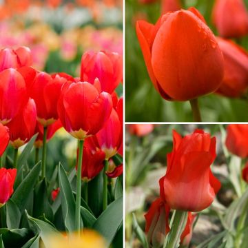 Zwei-Monate-Rotte-Tulpen-Kollektion Zwei-Monate-Rotte-Tulpen-Kollektion