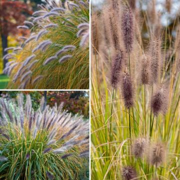 Pennisetum-Kollektion - Federgras
