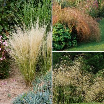 Stipa-Kollektion