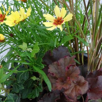 Freudevolle Komposition - Zusammensetzung aus 4 Pflanzen Freudevolle Komposition - Zusammensetzung aus 4 Pflanzen