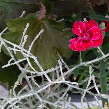 Zusammensetzung Morning Walk - Zusammensetzung aus 3 Pflanzen Zusammensetzung Morning Walk - Zusammensetzung aus 3 Pflanzen