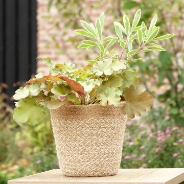 Zusammensetzung Hidden Treasure - eine Komposition aus 3 Pflanzen