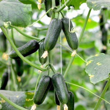 Salat-Gurke Hopeline F1