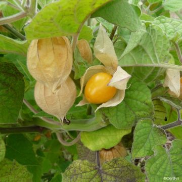Andenbeere Fruttosa - Physalis peruviana