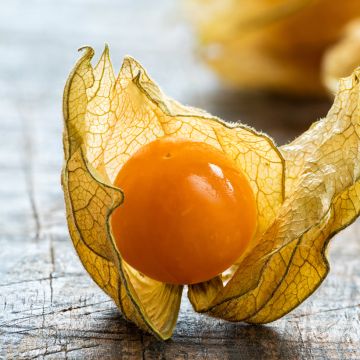 Andenbeere - Vilmorin - Physalis edulis