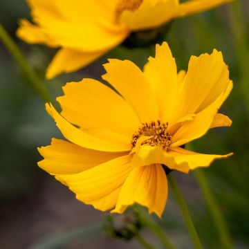 Großblumige Mädchenauge Badengold - Coreopsis grandiflora