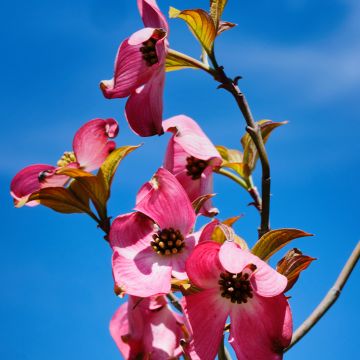 Amerikanischer Blumen-Hartriegel Cherokee Sunset - Cornus florida