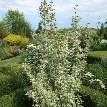 Kornelkirsche Variegata - Cornus mas