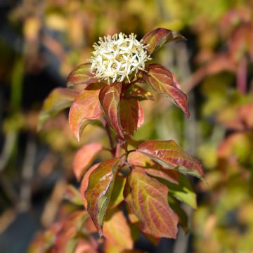 Cornus sanguinea Winter Beauty -Cornouiller sanguin