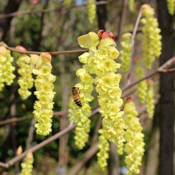 Corylopsis sinensis var. sinensis - Scheinhasel