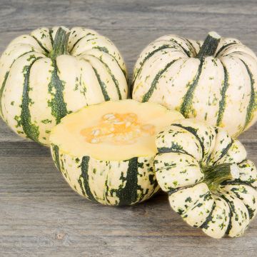 Speisekürbis Sweet Dumpling BIO