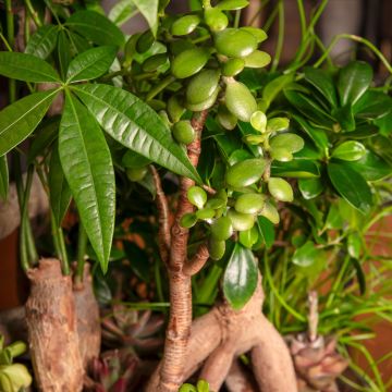 Crassula ovata - Geldbaum Crassula ovata - Geldbaum