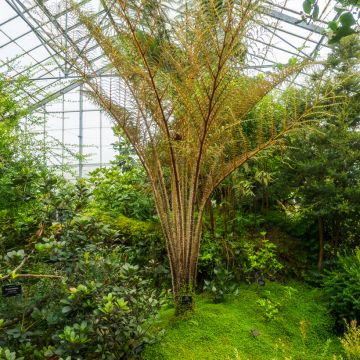 Cyathea tomentosissima - Baumfarn