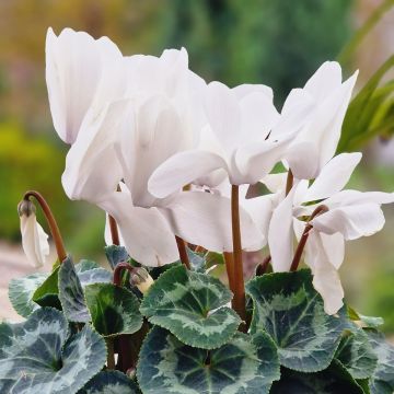 Weißer Cyclamen Persicum - Zimmer-Alpenveilchen