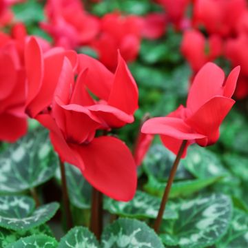 Rotter Cyclamen Persicum - Zimmer-Alpenveilchen