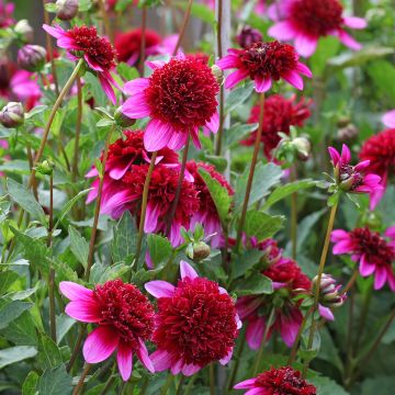 Anemonenblütige Dahlie Poodle Skirt