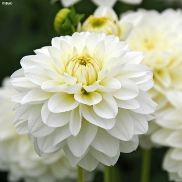 Schmuck-Dahlie Karma Serena Schmuck-Dahlie Karma Serena