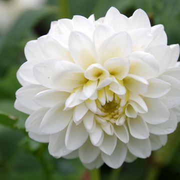 Dahlia camélia White Onesta