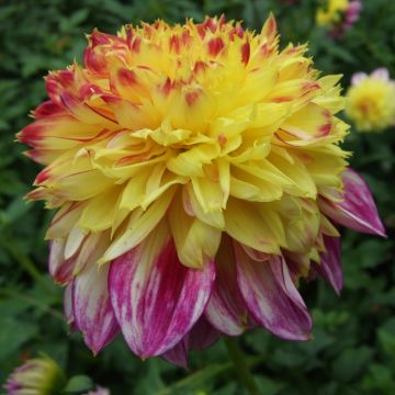 Dahlia anémone Boogie Woogie