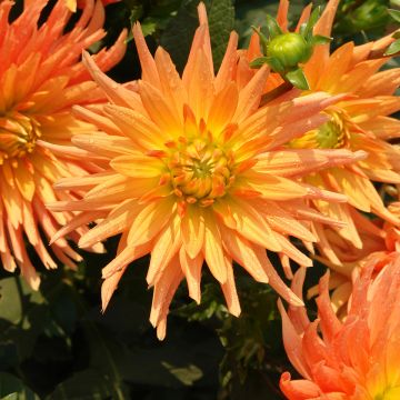 Dahlia cactus Ludwig Helfert Dahlia cactus Ludwig Helfert