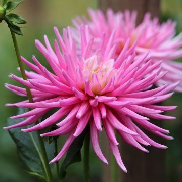 Dahlia cactus nain Park Princess Dahlia cactus nain Park Princess