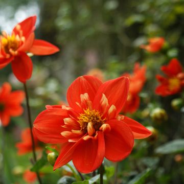 Dahlia collerette Alstergruss Dahlia collerette Alstergruss