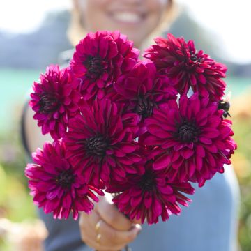 Dekorative Dahlie Jennifer Mary Ellen