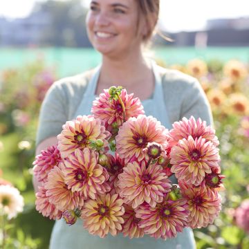 Dekorative Dahlie Madame Antoinette