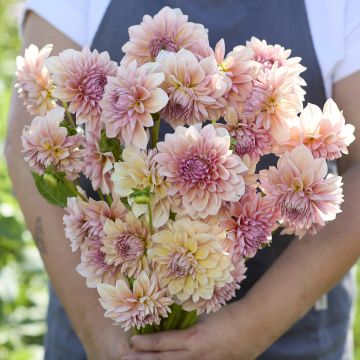 Dekorative Dahlie Sturm Sweet Maria