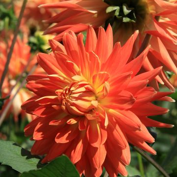 Dahlia décoratif Motto Dahlia décoratif Motto