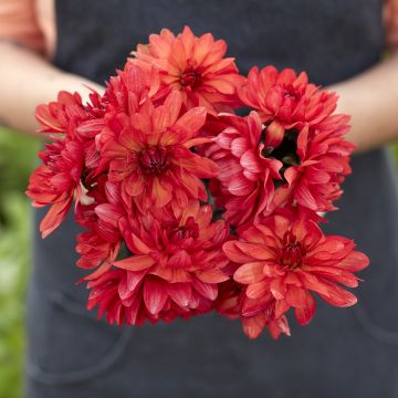 Dekorative Dahlie Parc Floral de Paris