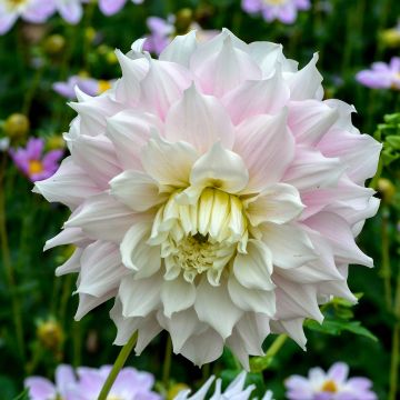 Dahlia Géant Gitt's Perfection Dahlia Géant Gitt's Perfection