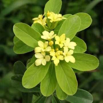Daphne gemmata Royal Crown - Seidelbast