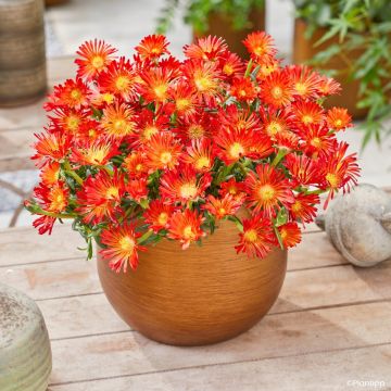 Delosperma Ocean Sunset Orange Vibe