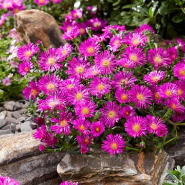 Delosperma Ocean Sunset Violet