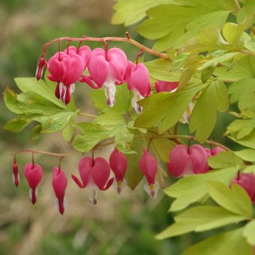Dicentra spectabilis Yellow Leaf - Tränendes Herz
