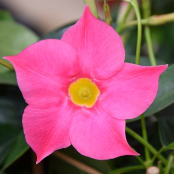 Dipladenia Diamantina Quartz Pink & Yellow - Mandevilla Dipladenia Diamantina Quartz Pink & Yellow - Mandevilla