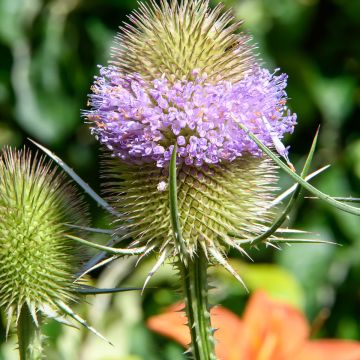 Dipsacus sylvestris BIO (samen) - Wilde Karde