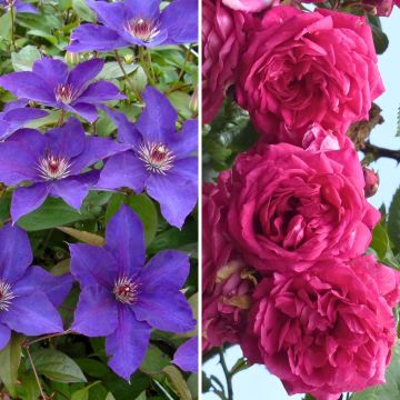 Duo Fülle - Waldrebe Perle d'Azur und Silber-Weide Excelsa