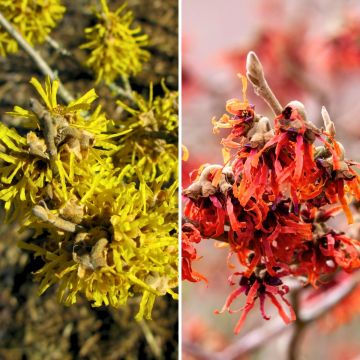Duo Hamamelis - Zaubernuss - Gelbe und rote Hexennuss