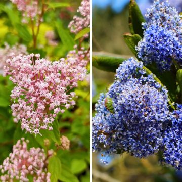 Säckelblume-Duo: winterharte Sommerblüher in Rosa und Blau