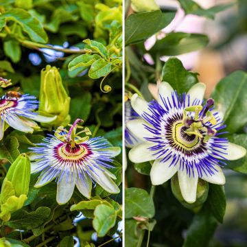 Duo Passionsblumen, winterhart bis -12 °C