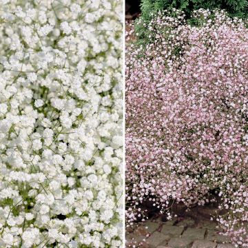 Duo Großblütiges Schleierkraut in Weiß und Rosa
