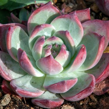 Echeveria Nina - Echeverie
