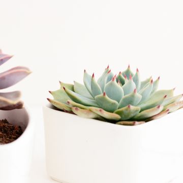 Echeveria Parva - Echeverie