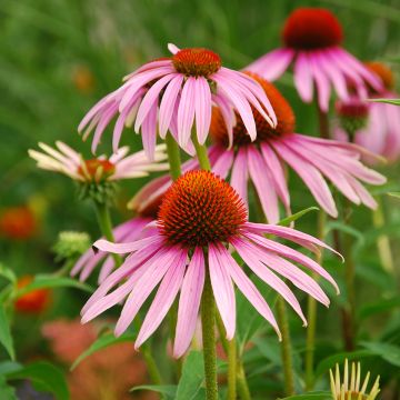 Echinacea purpurea (BIO Samen) - Sonnenhut