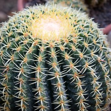 Echinocactus grusonii var. brevispinus