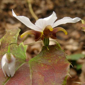 Epimedium Amanogawa, Fleur des elfes Epimedium Amanogawa, Fleur des elfes